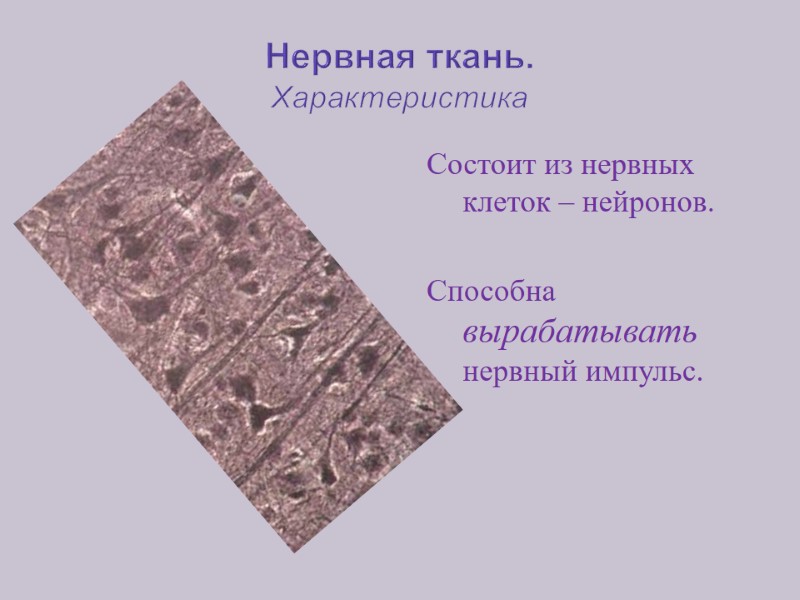 Нервная ткань. Характеристика Состоит из нервных клеток – нейронов.  Способна вырабатывать нервный импульс.